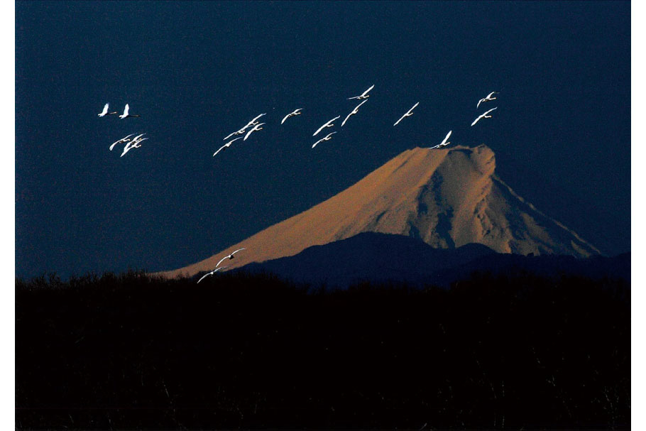 フォトコン202105_準入選１部_白鳥と富士山_藤重朋紀_前橋