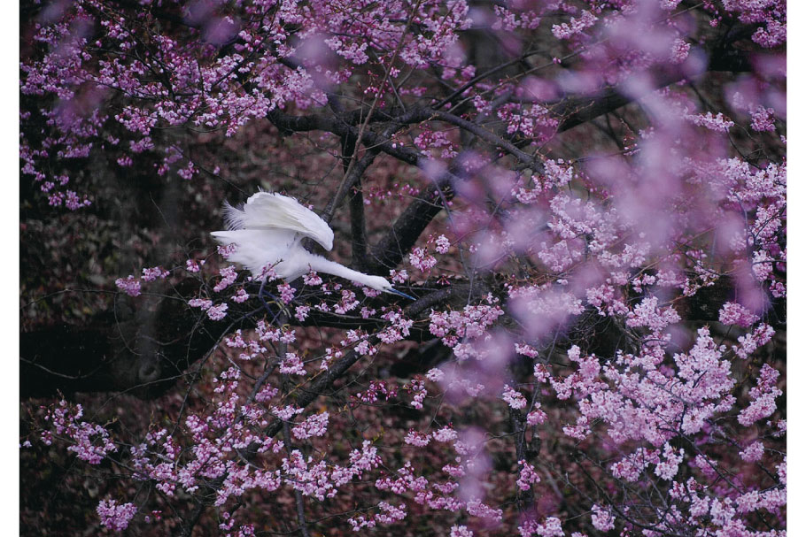 フォトコン2021_22_風景花部門賞_春風に乗って_綾部すが_桐生市