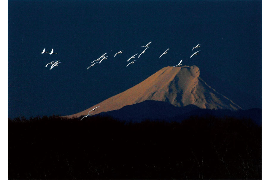 フォトコン2021_45_努力賞_白鳥と富士山_藤重朋紀_前橋