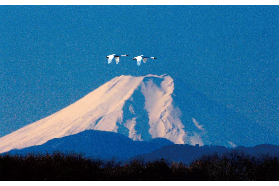 フォトコン2022_02_入選1部_白鳥と富士山_藤重朋紀_前橋