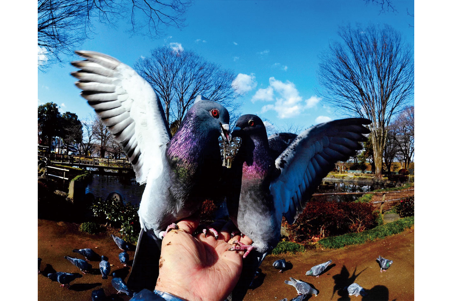 18_入選2部_鳩_大岡雅人_高崎