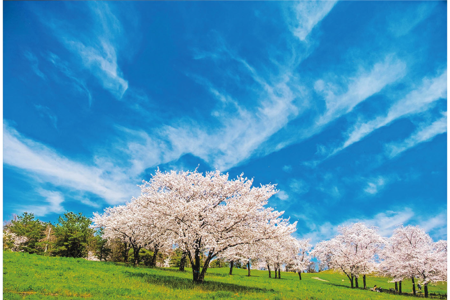 24_準入選１部_碧空の花園_赤石恵三_桐生