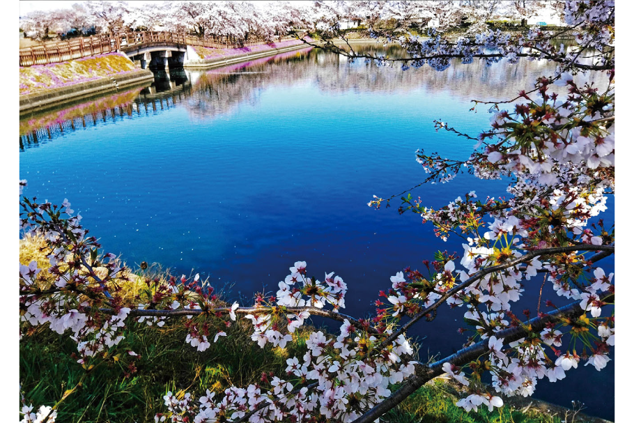 25_準入選１部_花囲い_小曽根栄子_前橋