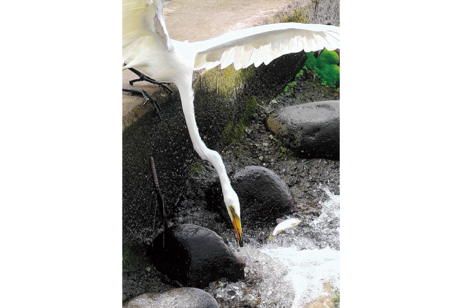 13_入選２部_食うか食われるか_三井田進_安中市