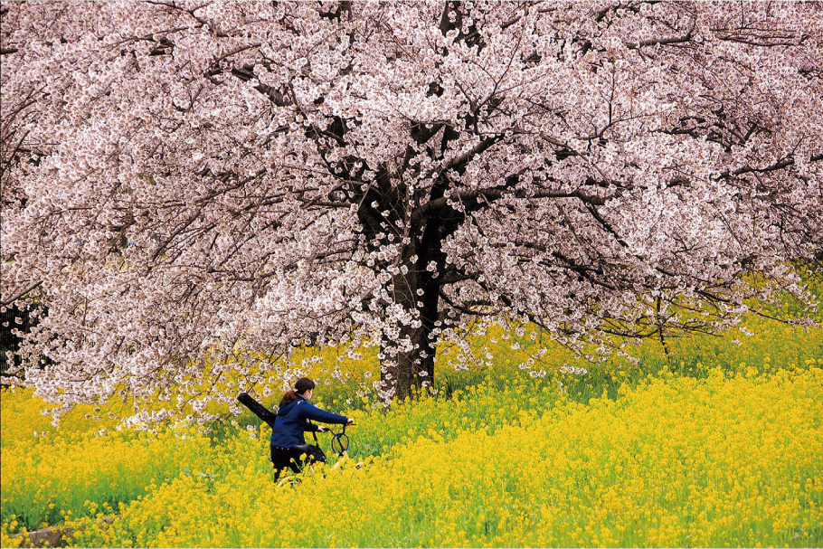 21.風景花賞_春の坂道_神保忠雄_高崎