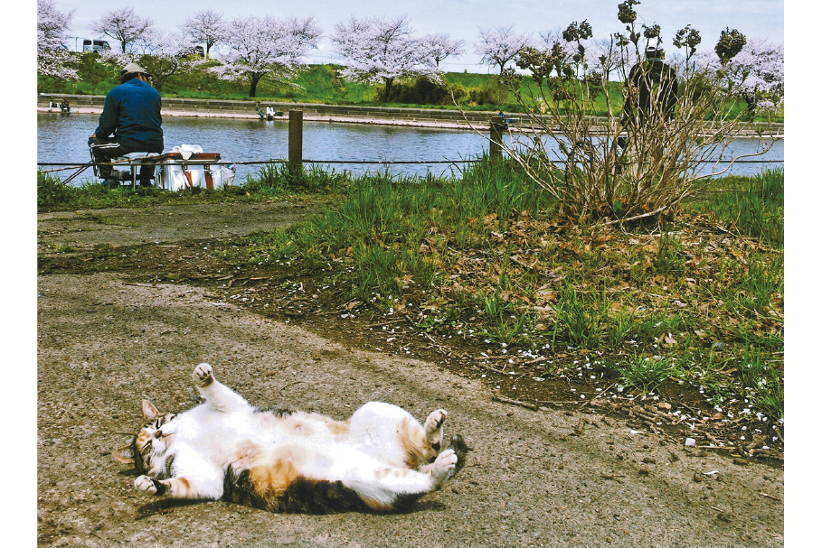 27_準入選４部_バラと美女_深津しおり_前橋_前橋工