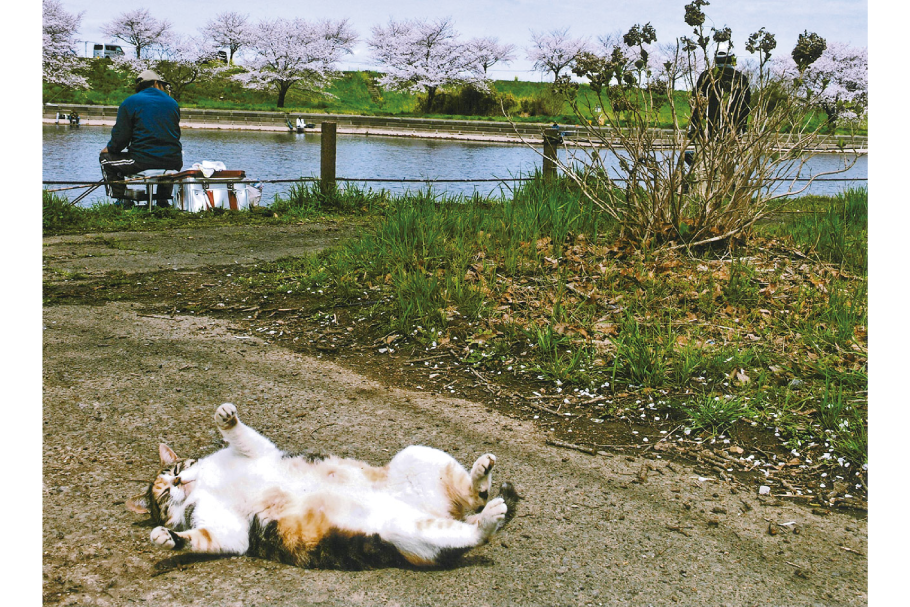 準入選２部_ゴロリと昼寝_関矢俊夫_藤岡