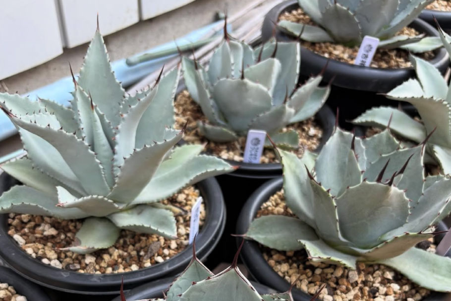 202510_11_event_多肉植物販売